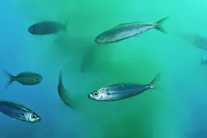 Environmental Issues Prints: Bogues (Boops boops) feeding around outlet of purified water in a submarine outfall