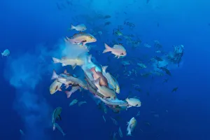 Snapper Prints: Bohar snappers (Lutjanus bohar) breaking up into smaller groups to spawn