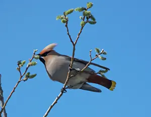 Lapland Prints: Bohemian waxwing (Bombycilla garrulus) feeding on emerging Willow (Salix sp)