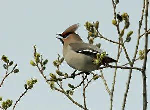 Lapland Prints: Bohemian waxwing (Bombycilla garrulus) male