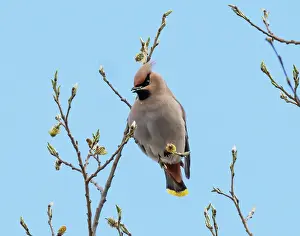 Lapland Prints: Bohemian waxwing (Bombycilla garrulus) perched in tree feeding on willow buds