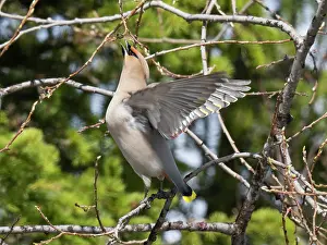 Lapland Prints: Bohemian waxwing (Bombycilla garrulus) perched in tree feeding on willow buds
