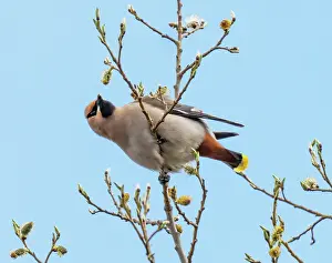Lapland Prints: Bohemian waxwing (Bombycilla garrulus) perched in tree feeding on willow buds