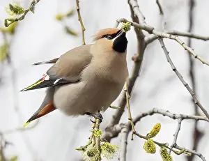 Lapland Prints: Bohemian waxwing (Bombycilla garrulus) perched in tree feeding on willow buds
