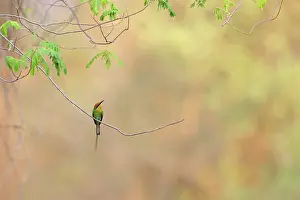 Meropidae Prints: Böhm's bee-eater (Merops boehmi) perched on thin branch of wild Mango (Mangifera sp)