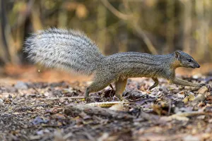 Images Dated 2nd February 2020: Boky-boky (Mungotictis decemlineata) or Narrow-striped mongoose adult foraging in leaf litter