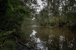 Eucalipt Trees Prints: Bolin Bolin billabong surrounded by gum trees, Bulleen, Victoria, Australia . July, 2021