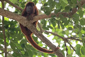 Endemic Prints: Bolivian red howler (Alouatta sara) sitting in tree, Pampas del Yacuma, El Beni, Bolivia