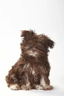 Images Dated 14th February 2014: Bolonka Zwetna, puppy age 3 months, portrait against white background