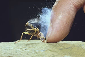 Bombardier Beetle (Pheropsophus jessoensis) protecting itself by ejecting a boiling