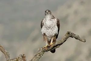 Bonelli's eagle (Aquila fasciata) male, perched on a branch, Zamora, Spain. December