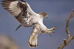 Eagles Gallery: Bonellis eagle or Eurasian hawk-eagle, Hieraetus fasciatus or Aquila fasciata