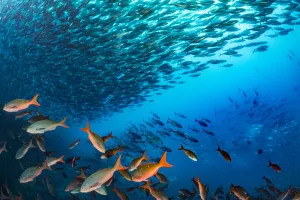 Tui De Roy - A Lifetime In Galapagos Prints: Bonito (Sarda orientalis) shoal swimming past the undersea base of Darwinas Arch