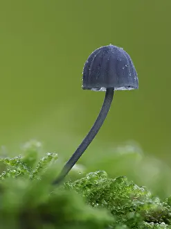 Buckinghamshire Prints: Bonnet fungus (Mycena pseudocorticola) saprobic fungus growing on mossy tree branch