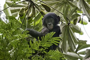 Central Africa Gallery: Bonobo (Pan paniscus) baby in tree, Democratic Republic of Congo