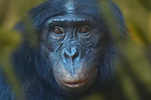 Bonobo (Pan paniscus) captive, portrait, occurs in the Congo Basin