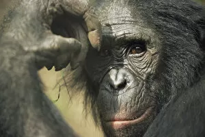 Bonobo {Pan paniscus} portrait, looking thoughtful. Lola Ya Bonobo Sanctuary, Kinshasa