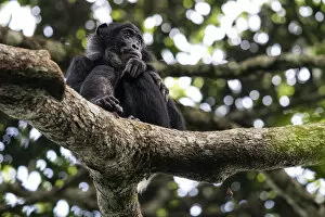 Bonobo (Pan paniscus) in tree, Mpelu group, Malebo, Democratic Republic of Congo