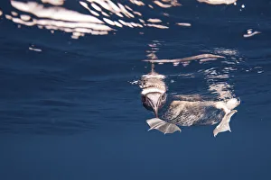 Animal Feet Gallery: Booby (Sula nebouxii) looking at camera underwater, Galapagos Island