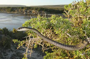 Habitat Prints: Boomslang (Dispholidus typus) Immature male hunting in thorn bush above deHoop Vlei