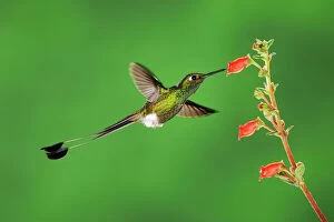 2009 Highlights Gallery: Booted Racket-tail hummingbird (Ocreatus underwoodii) male flying, feeding from flower