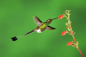 Booted Racket-tail hummingbird (Ocreatus underwoodii) male flying, feeding from flower