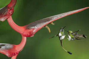 Booted racket tail (Ocreatus underwoodii) two males fighting in flight, Mindo, Pichincha