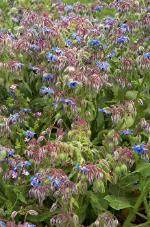Boraginaceae Prints: Borage (Borago officinalis) in flower, Arta to Capdepera, Majorca, Balearic Islands. April