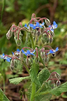 Boraginaceae Prints: Borage (Borago officinalis) in flower, Arta to Capdepera, Majorca, Balearic Islands. April