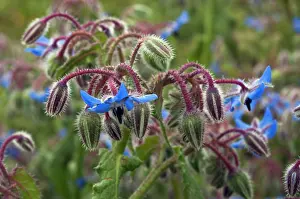 Boraginaceae Prints: Borage (Borago officinalis) in flower, Arta to Capdepera, Majorca, Balearic Islands. April