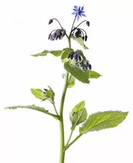 Images Dated 2nd April 2020: Borage (Borago officinalis) in flower with white background, Brechin, Scotland, UK, June