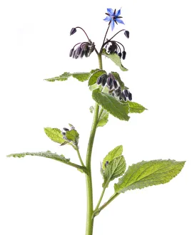 Boraginaceae Prints: Borage (Borago officinalis) in flower with white background, Brechin, Scotland, UK, June