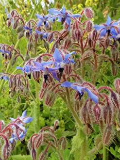 Boraginaceae Prints: Borage (Borago officinalis) flowering on clifftop grassland