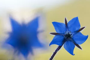 Images Dated 6th May 2009: Borage (Borago officinalis) flowers, Menorca, Balearic Islands, Spain, Europe