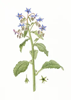 Boraginaceae Prints: Borage (Borago officinalis) watercolour illustration