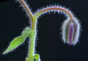 2018 April Highlights Collection: Borage flower bud (Borago officinalis) near Nice, south of France, June