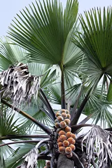 Arecales Prints: Borassus palm tree (Borassus aethiopum) fruits and foliage,
Uganda