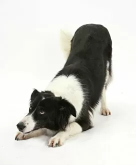 Border Collie bitch in play-bow