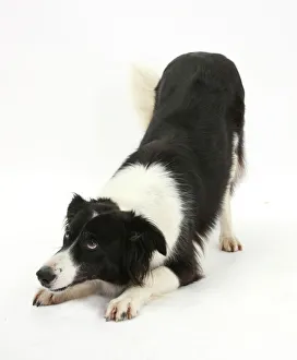 Images Dated 7th June 2011: Border Collie bitch in play-bow