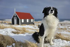 Border collie dog sitting with the church at Bjarnarhofn in background, Snaefellsness Peninsula