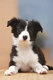 Front View Gallery: Border Collie puppy, 13 weeks