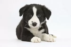 Animal Theme Gallery: Border Collie puppy