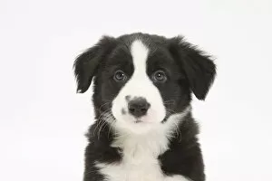 Animal Theme Gallery: Border Collie puppy portrait