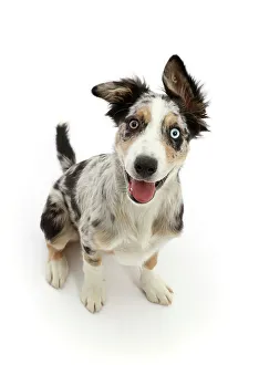 Border collie puppies for sale hot sale lake district