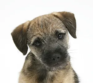 Images Dated 2nd December 2009: Border Terrier bitch puppy, Kes, with head cocked on one side