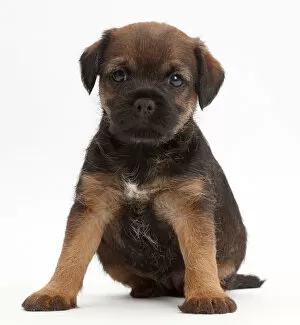 Puppies Gallery: Border Terrier puppy, age 5 weeks