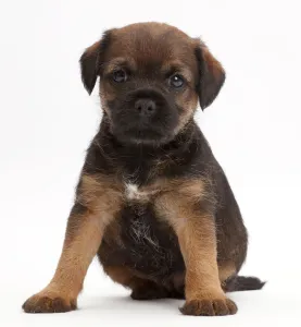 Border Terrier puppy, age 5 weeks