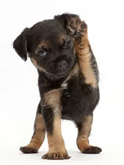 Animal Feet Gallery: Border Terrier puppy, age 5 weeks, with raised paw