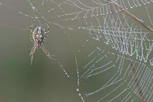 Images Dated 6th December 2019: Bordered orb-weaver spider (Neoscona adianta) on dew covered web, Peerdsbos, Brasschaat, Belgium