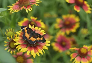 April 2021 Highlights Collection: Bordered patch butterfly (Chlosyne lacinia) on Indian blanket (Gaillardia pulchella)